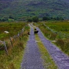 The is a better illustration of the grass in centre, and the surface, of the road from Black Valley to Lough Brin