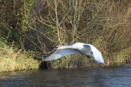 February : Mute Swan taking off from Willington Lake