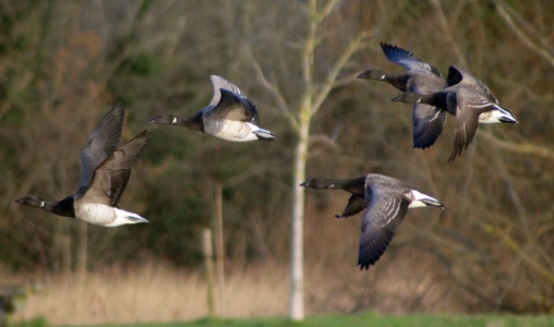 February : Brent Geese flying over Limekiln Lake