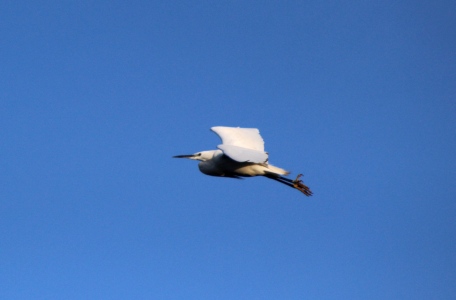 February : Little Egret