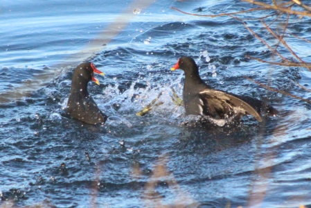 February : Moorhens having a bit of a barney