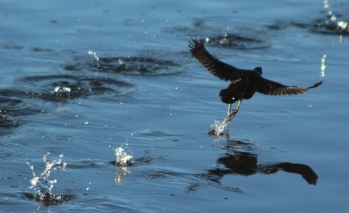 February : Moorhens continuing the fight