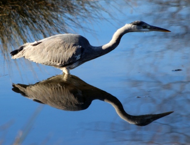 February : Heron fishing