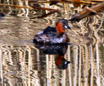 March : Little Grebe