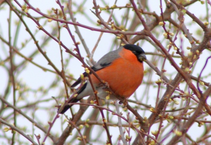 March : Bullfinch