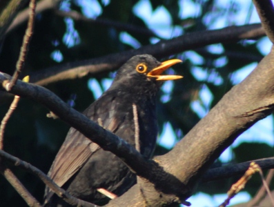 March : Blackbird