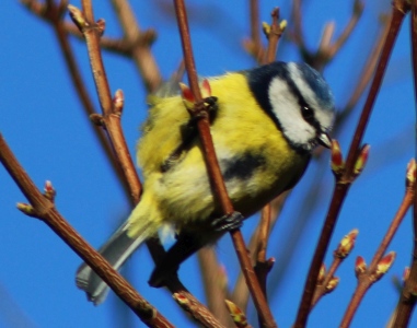 March : Blue Tit