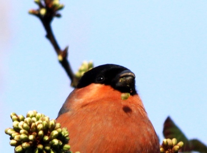 March : Bullfinch chewing a bud