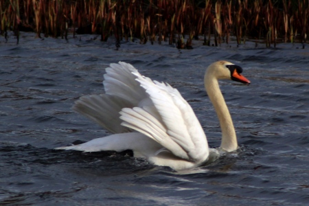 March : Mute Swan defending territory
