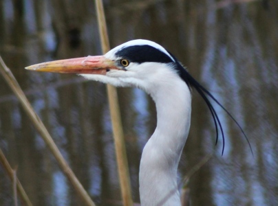 March : Heron