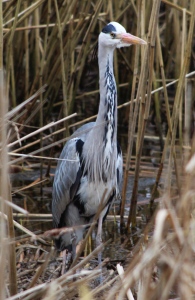 March : Heron