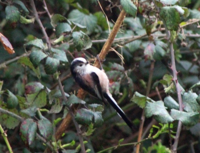 March : Long Tailed Tit