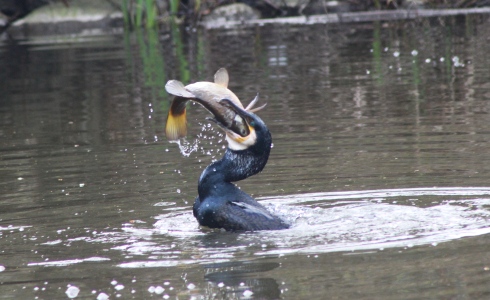 March : Cormorant swallowing a huge Tench (Willington Lake)