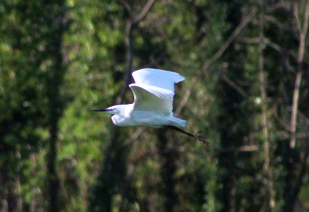 March : Little Egret