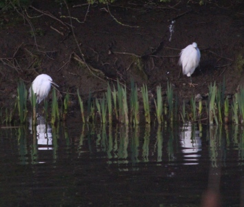 March : Little Egrets