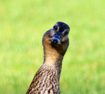 April : Watcha lookin at? (Mallard Duck)