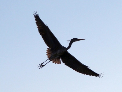 April : Heron in silhouette
