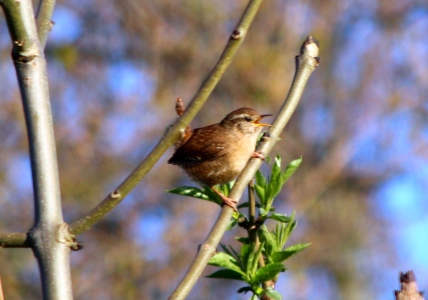 April : Wren