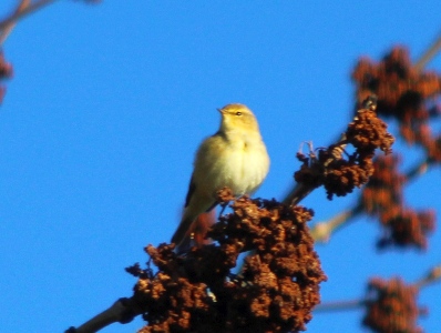 April : Willow Warbler