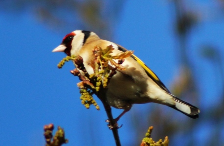 April : Goldfinch