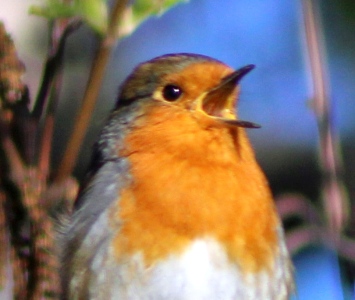 April : Robin