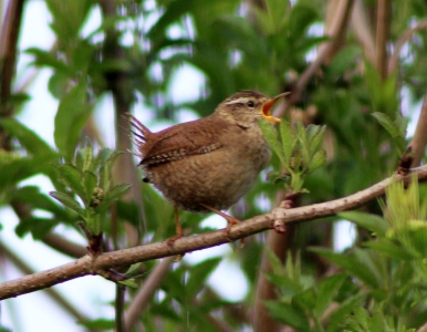 April : Wren