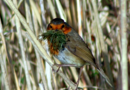 April : Robin with nest building material