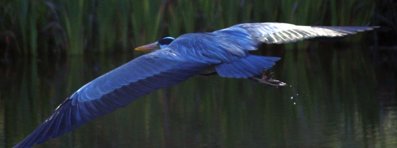 April : Heron in flight
