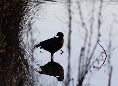 April : Coot in silhouette against the light