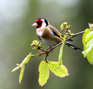 April : Goldfinch