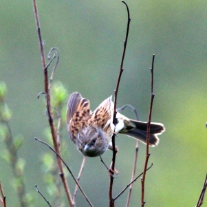 April : Dunnock