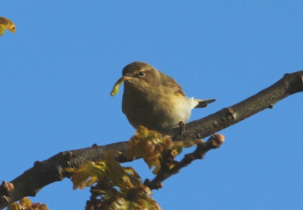 April : Chiffchaff wrestling with a caterpillar