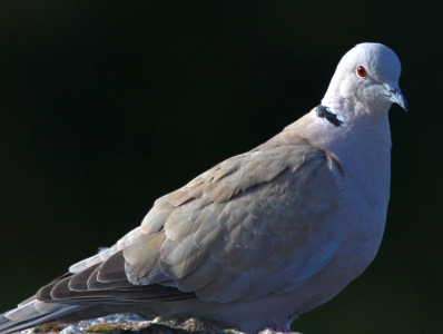 April : Collared Dove
