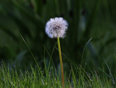 April : Dandelion seed head