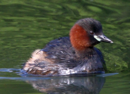 April : Little Grebe