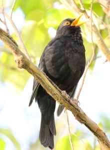 May : Blackbird