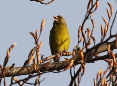May : Greenfinch
