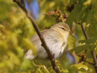 May : Chiffchaff