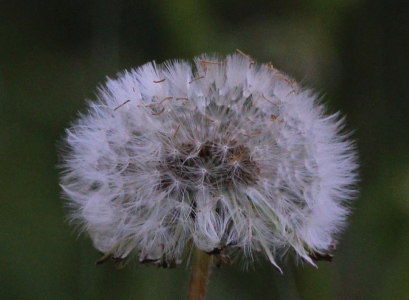 May : Dandelion Seed Head
