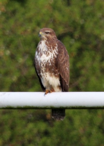 May : Buzzard