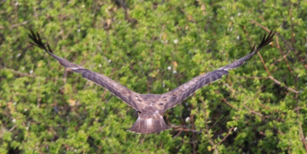 May : Buzzard