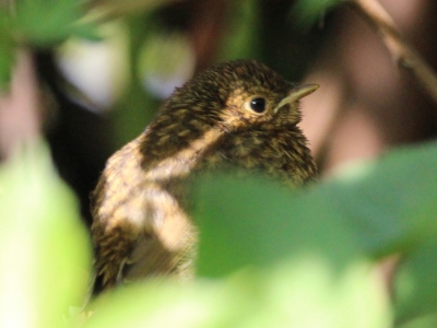 May :Wren fledgling - barely out of nest