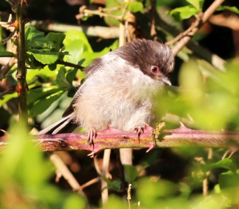 May : Long Tailed Tit Fledgling - very young