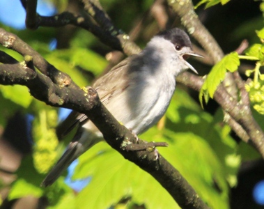 May : Blackcap singing