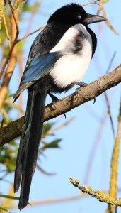 May : Magpie looking suspicious