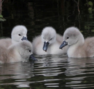 May : One day old Swan chicks - had heard them hatching the day before