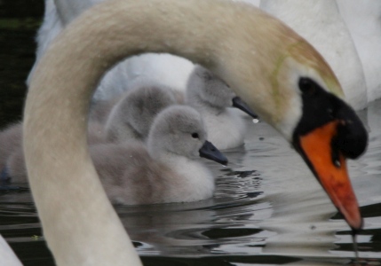 May : Swan - Parent and one day old chicks