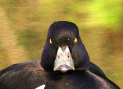 May : Darth Vadar - Tufted Duck