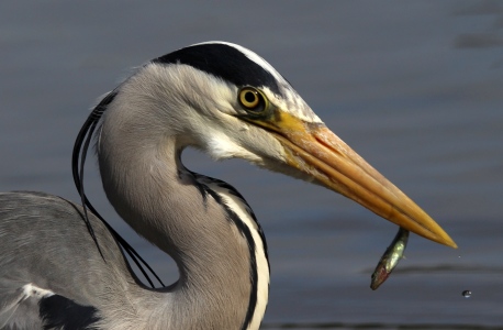 May : Heron with a very small snack
