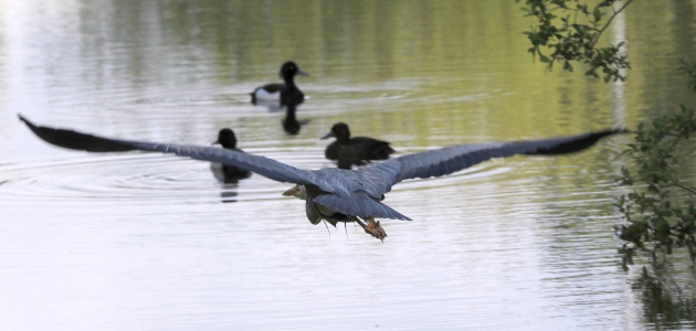 May : Heron in flight